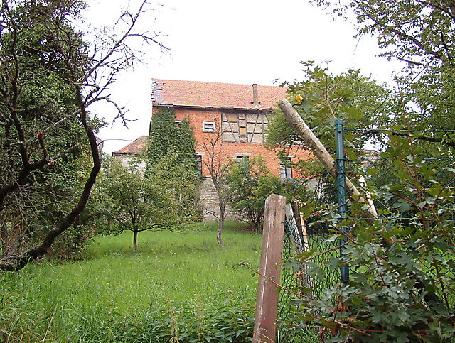 Ochsenscheuer
