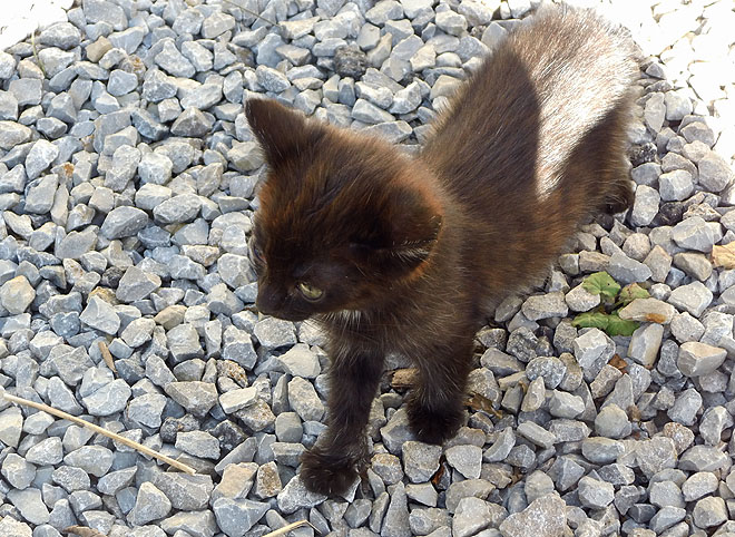 Süßer kleiner Kater zugelaufen