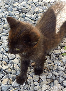 Süßes kleines Katerchen zugelaufen