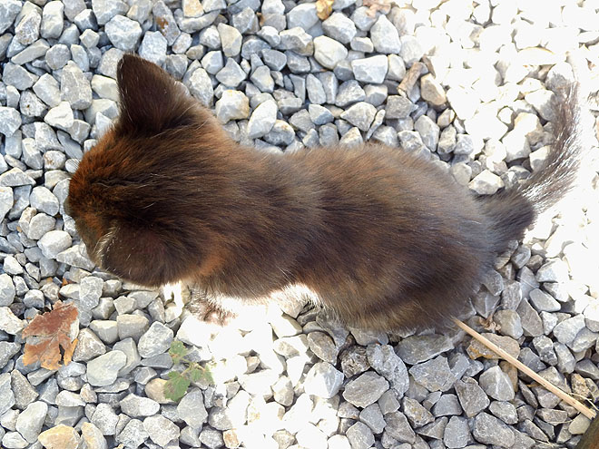 Süßer kleiner Kater zugelaufen