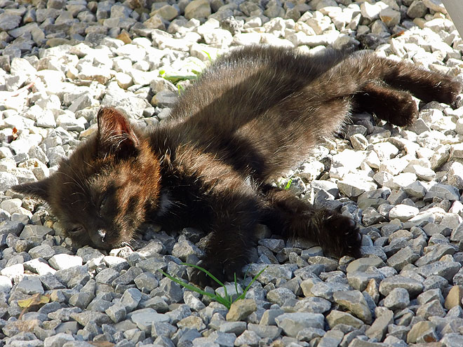 Süßer kleiner Kater zugelaufen