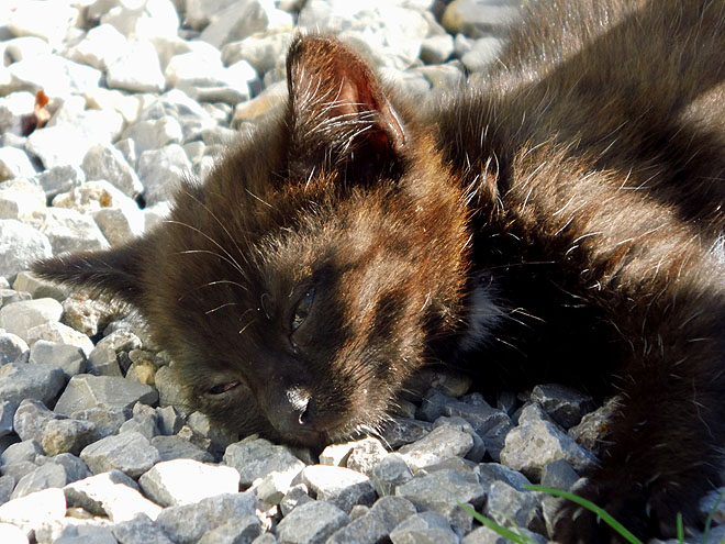 Süßer kleiner Kater zugelaufen